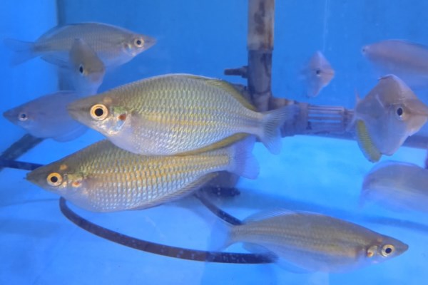Goldiei Rainbowfish