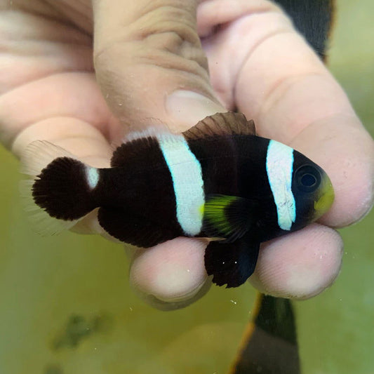 1.1" to 1.5" Black Saddleback Clownfish - fishbuff - Amphiprion polymnus