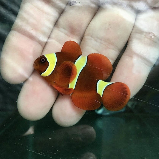 1.1" to 1.5" Gold Stripe Maroon Clownfish - fishbuff - Premnas biaculeatus