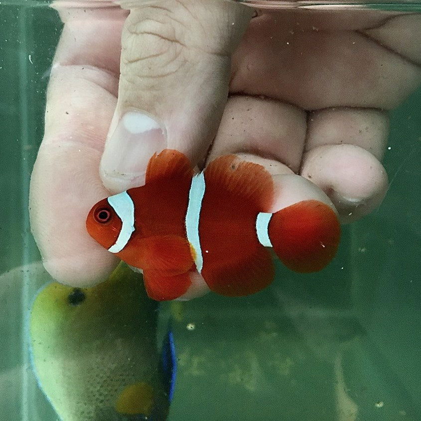 1.1" to 1.5" Maroon Clownfish - fishbuff - Premnas biaculeatus