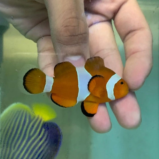 1.1" to 1.5" Ocellaris Clownfish - fishbuff - Amphiprion ocellaris