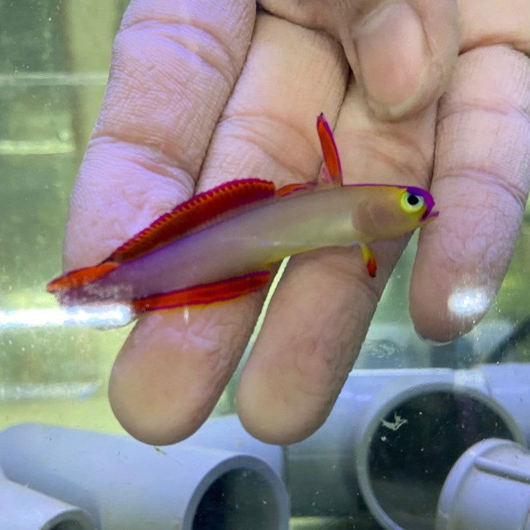 1.5" Purple Firefish - fishbuff - Nemateleotris decora