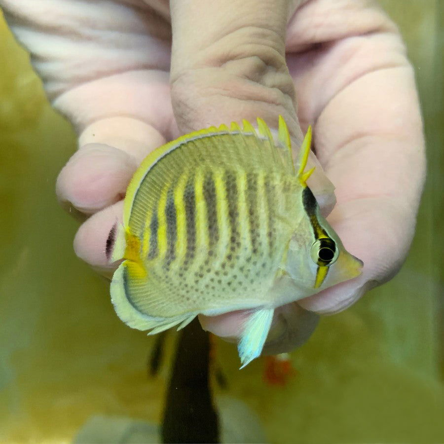 1.8" Spotband Butterflyfish - fishbuff - Chaetodon punctatofasciatus