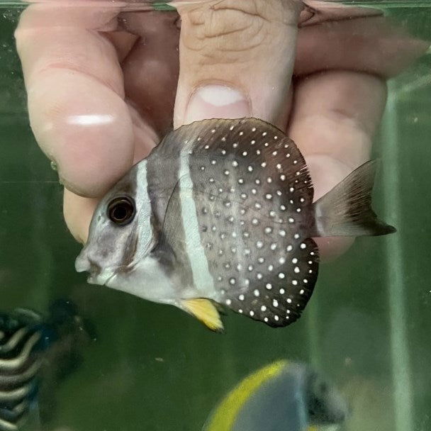 1.9" Jewel Tang - fishbuff - Acanthurus guttatus