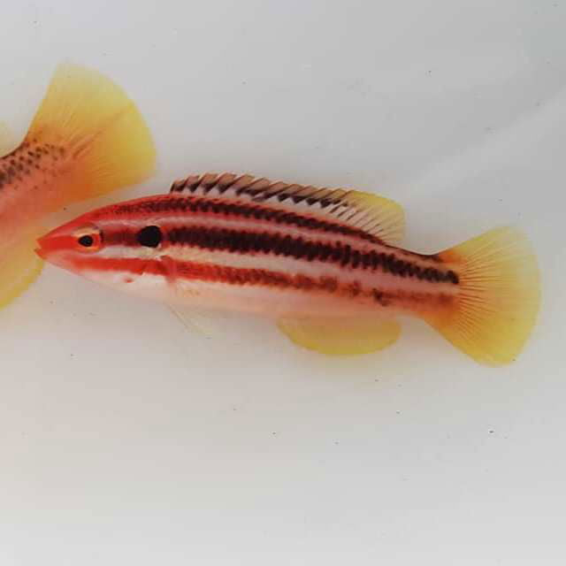 2.2" Izu Hogfish - fishbuff - Bodianus izuensis