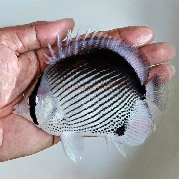 2.5" Aberrant Black Back Butterflyfish - fishbuff - Chaetodon melannotus