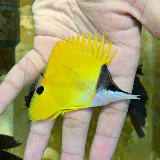 2" Yellow Longnose Butterflyfish - fishbuff - Forcipiger flavissimus