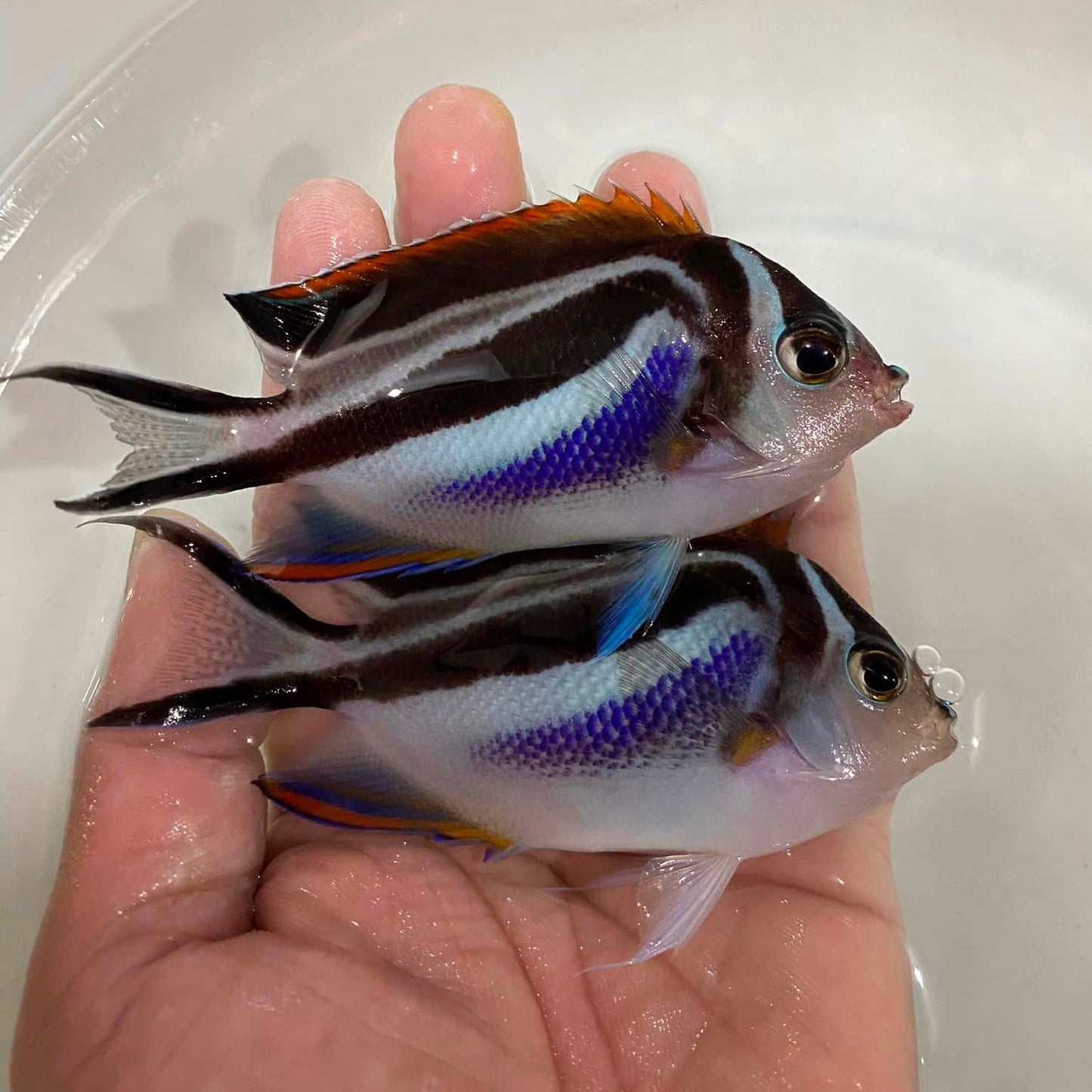 2" to 3" Bellus Angelfish - fishbuff - Bellus Angelfish
