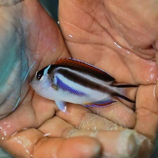 2" to 3" Bellus Angelfish - fishbuff - Genicanthus bellus