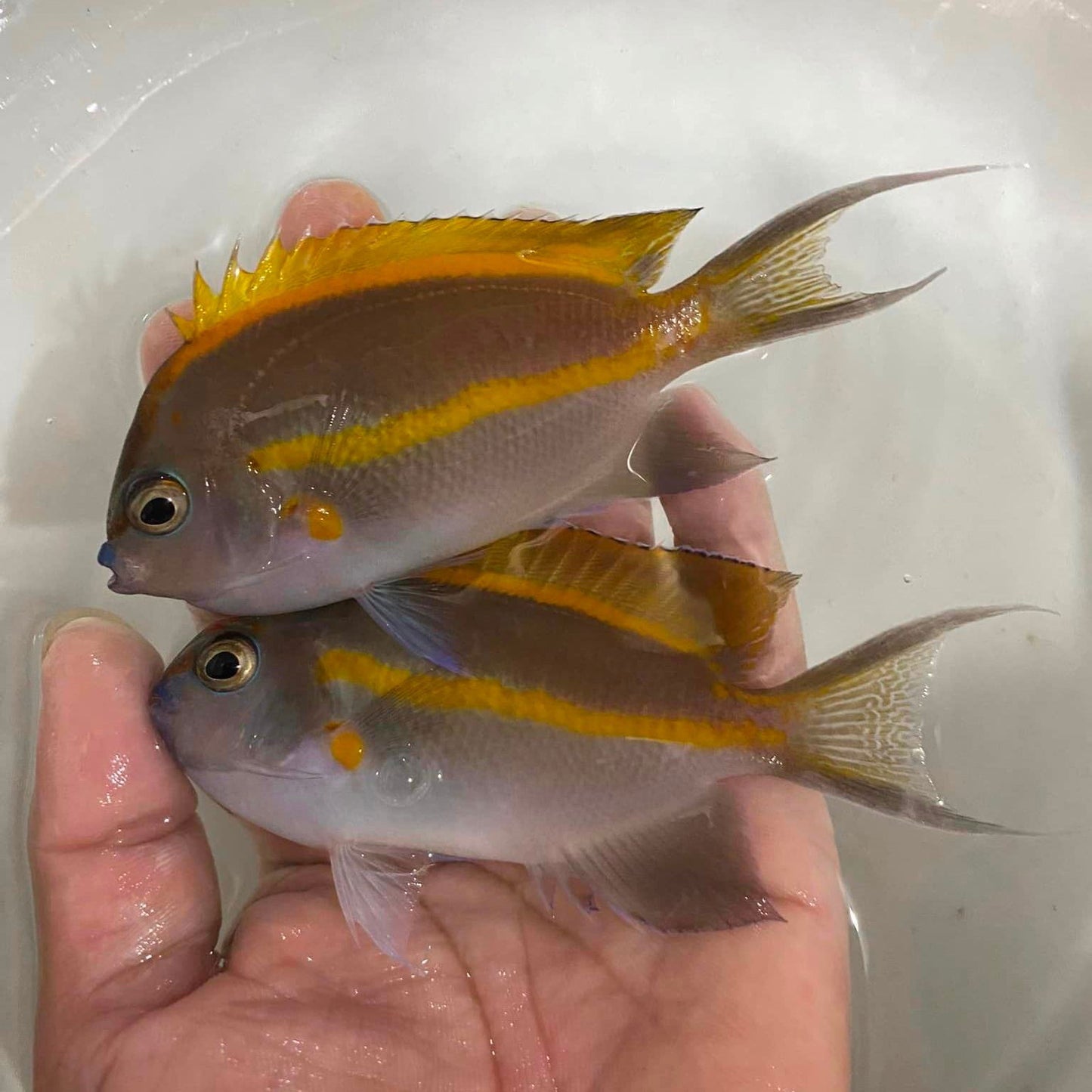 2" to 3" Bellus Angelfish - fishbuff - Genicanthus bellus
