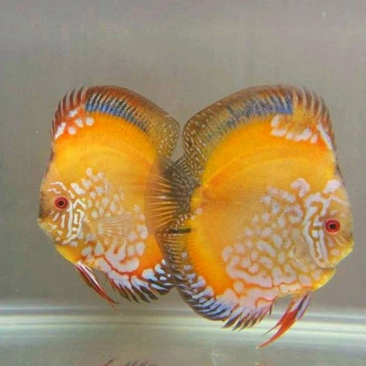 3.5" Golden Rafflesia - fishbuff - Golden Rafflesia Discus