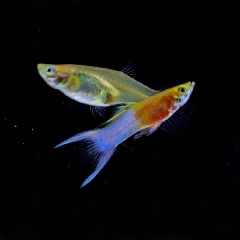 Guppies | Buy All Kind of Guppy Fish