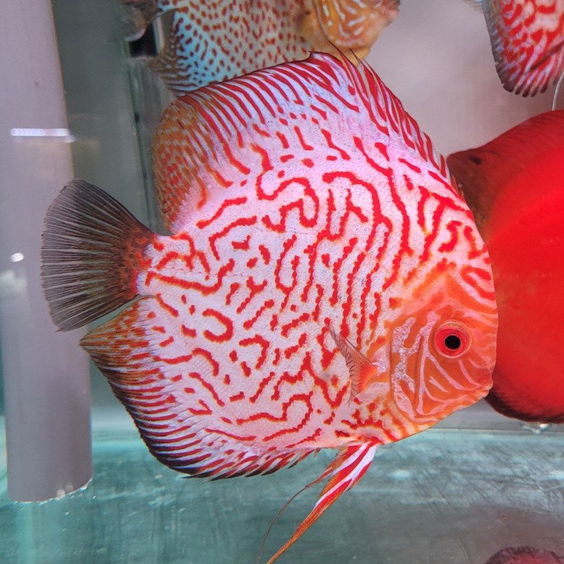 3" Red Pigeon - fishbuff - Red Pigeon Discus