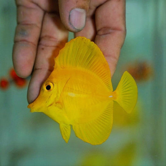 3" Yellow Tang - fishbuff - Zebrasoma flavescens