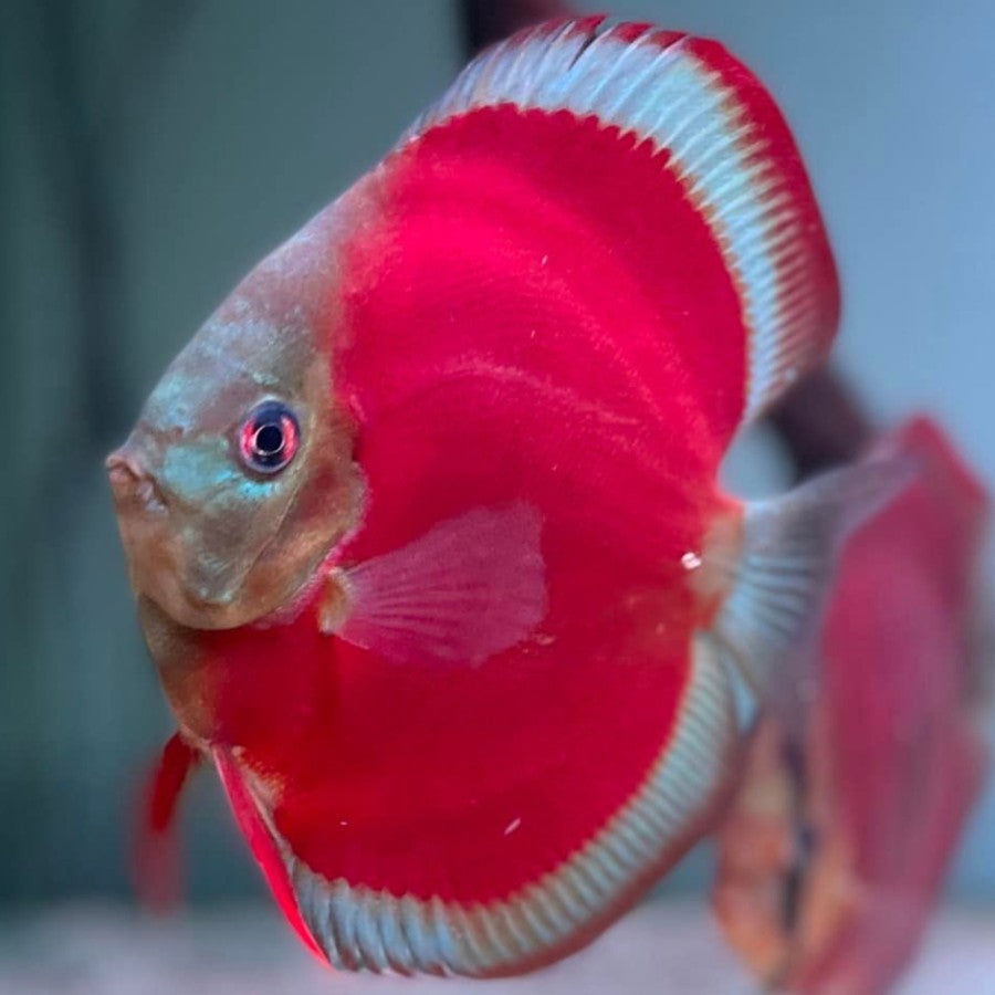 4" San Merah - fishbuff - San Merah Discus