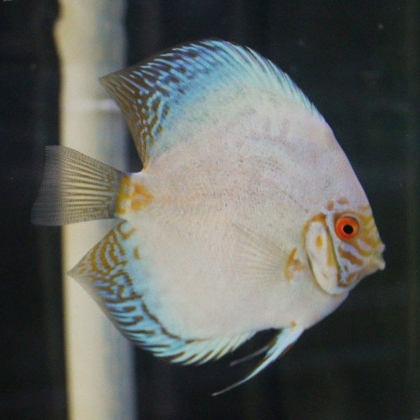 4" White Butterfly - fishbuff - White Butterfly Discus