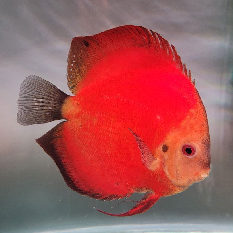 5" Red Melon - fishbuff - Red Melon Discus