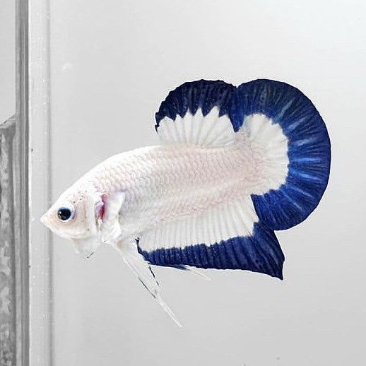 Blue Rim Halfmoon Plakat - fishbuff - Blue Rim Halfmoon Plakat Bettas