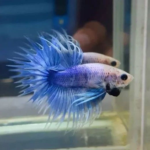 Grizzle Crowntail - fishbuff - Grizzle Crowntail Bettas