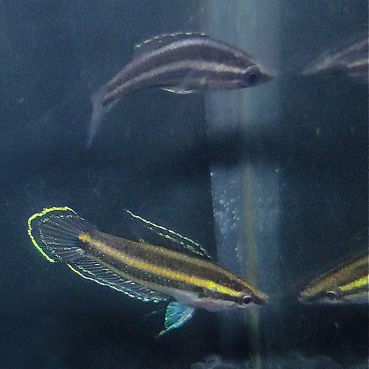 Parosphromenus Bintan - fishbuff - Parosphromenus Bintan