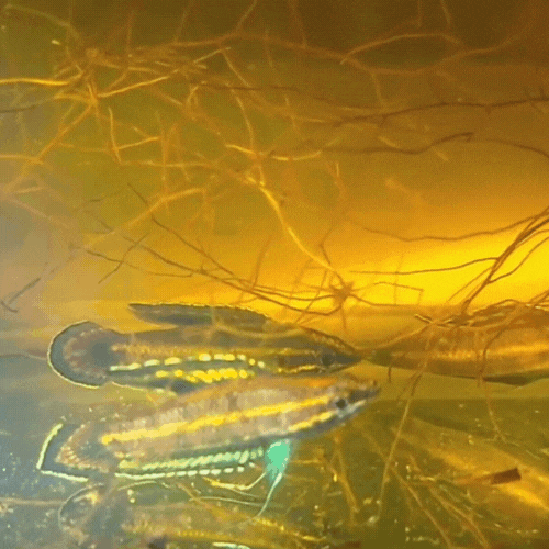 Parosphromenus Phoenicurus - fishbuff - Parosphromenus Phoenicurus