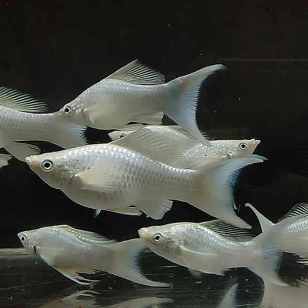 Platinum Lyretail - fishbuff - Platinum Lyretail Mollies