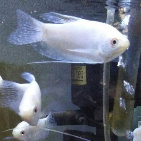 Platinum Pearl Gourami - fishbuff - Trichopodus leerii