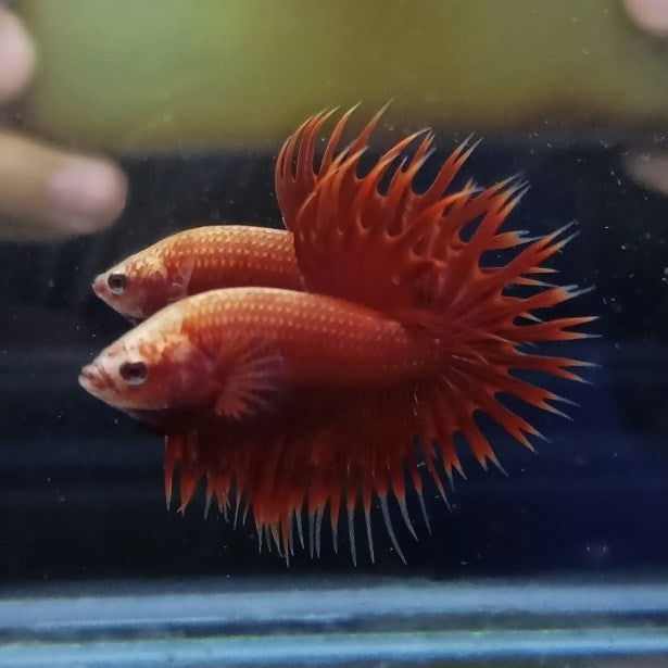 Red Crowntail - fishbuff - Red Crowntail Bettas