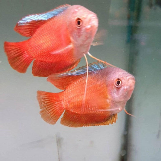 Red Dwarf Gourami - fishbuff - Trichogaster lalius