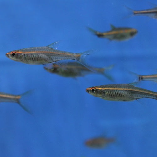 Aquarium Fish | Buy All Kind of Aquarium Fish Online