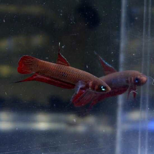 Wild Betta Coccina - fishbuff - Wild Betta Coccina