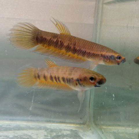 Wild Betta Patoti 'Orange' - fishbuff - Wild Betta Patoti Orange