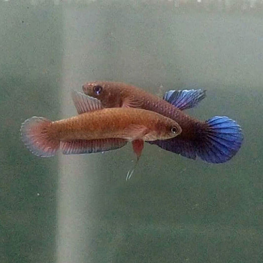 Wild Betta Persephone - fishbuff - Wild Betta Persephone