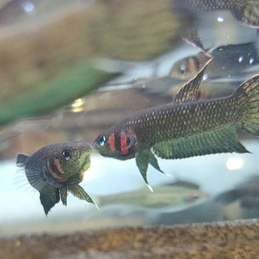 Wild Betta Strohi - fishbuff - Wild Betta Strohi