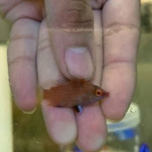 Pink Streaked Wrasse (Pseudocheilinops ataenia)