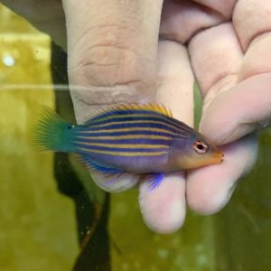 Six line wrasse (Pseudocheilinus hexataenia)