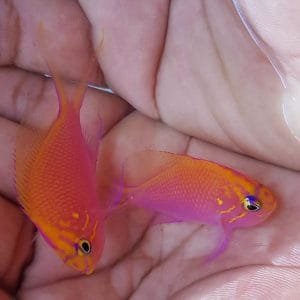 Fathead Sunburst Anthias (Serranocirrhitus latus)