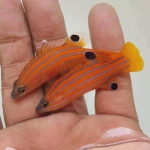 Swales Swissguard Basslet (Liopropoma swalesi)