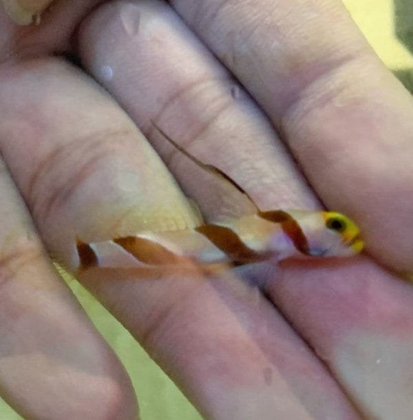 Dracula Goby (Stonogobiops dracula)