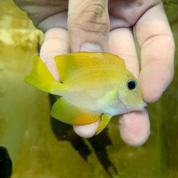 Mimic Lemon Peel Tang ((Acanthurus pyroferus))