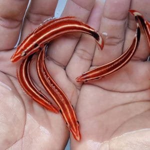 Pacific Redstripe Hogfish (Bodianus sepiacaudus)