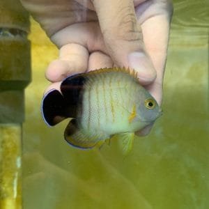 Red Stripe Angelfish (Centropyge eibli)