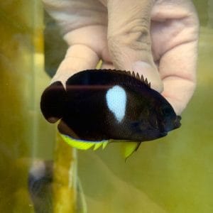 Keyhole Angelfish (Centropyge tibicen)