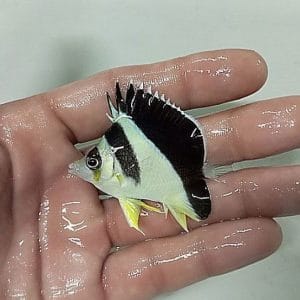 Burgess Butterflyfish (Chaetodon burgessi)