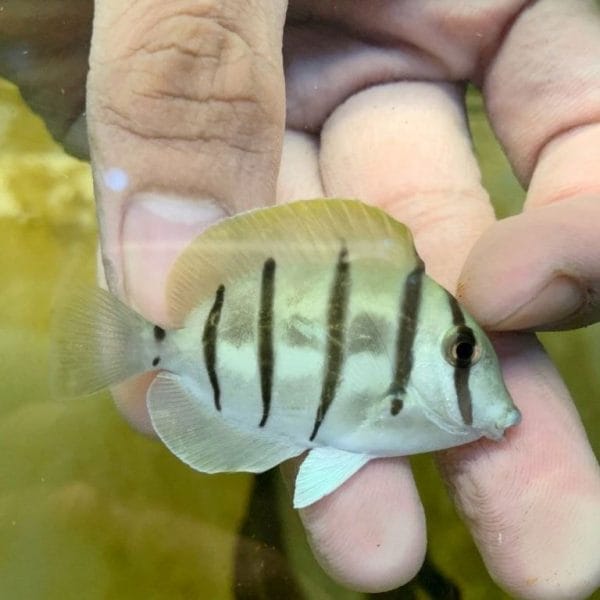 Convict Tang (Acanthurus triostegus)