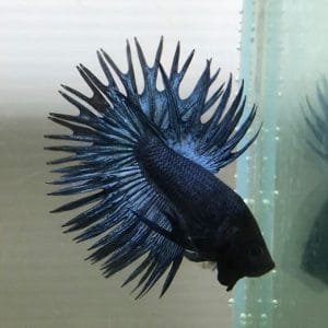 Steel Blue Crowntail Betta