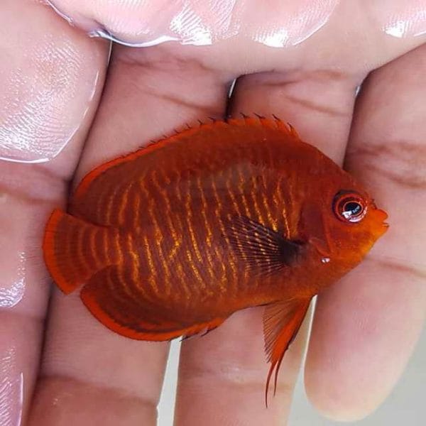 Golden Angelfish (Centropyge aurantia)