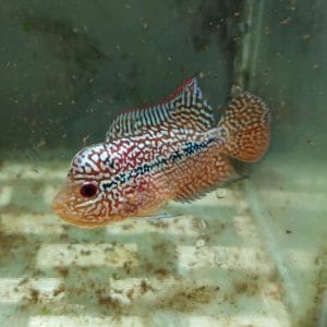 Kamfa Flowerhorn Cichlid