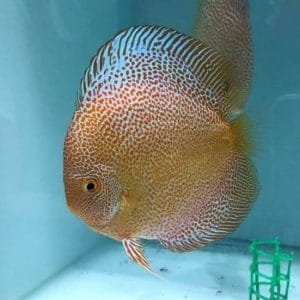 King Viper Discus