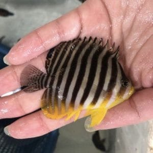 Barred Angelfish (Centropyge multifasciata)